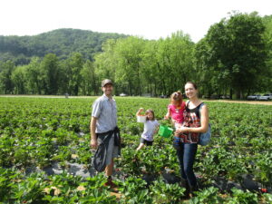 strawberry patch