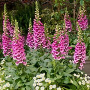 Purple Foxglove Perennial