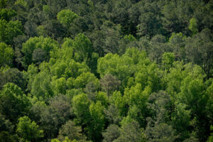 aerial photo of a forest