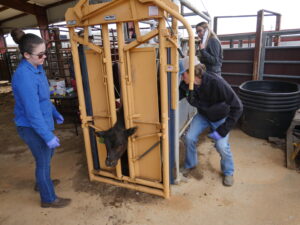 Working cattle