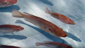 Cover photo for Big Fish: Aquaculture in North Carolina