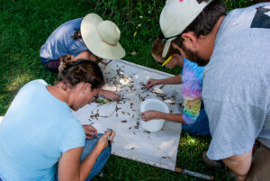 Researchers looking for brown marmorated stink bugs on a beat cloth sample