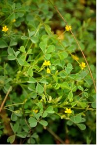 Cover photo for Edible Weeds Series