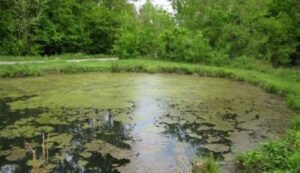 Cover photo for Green Film... Algae... My Pond is Turning Green...