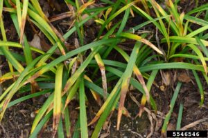 Cover photo for Anthracnose on Liriope