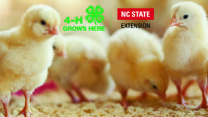 Cover photo for 4-H Chicks to Chickens Project