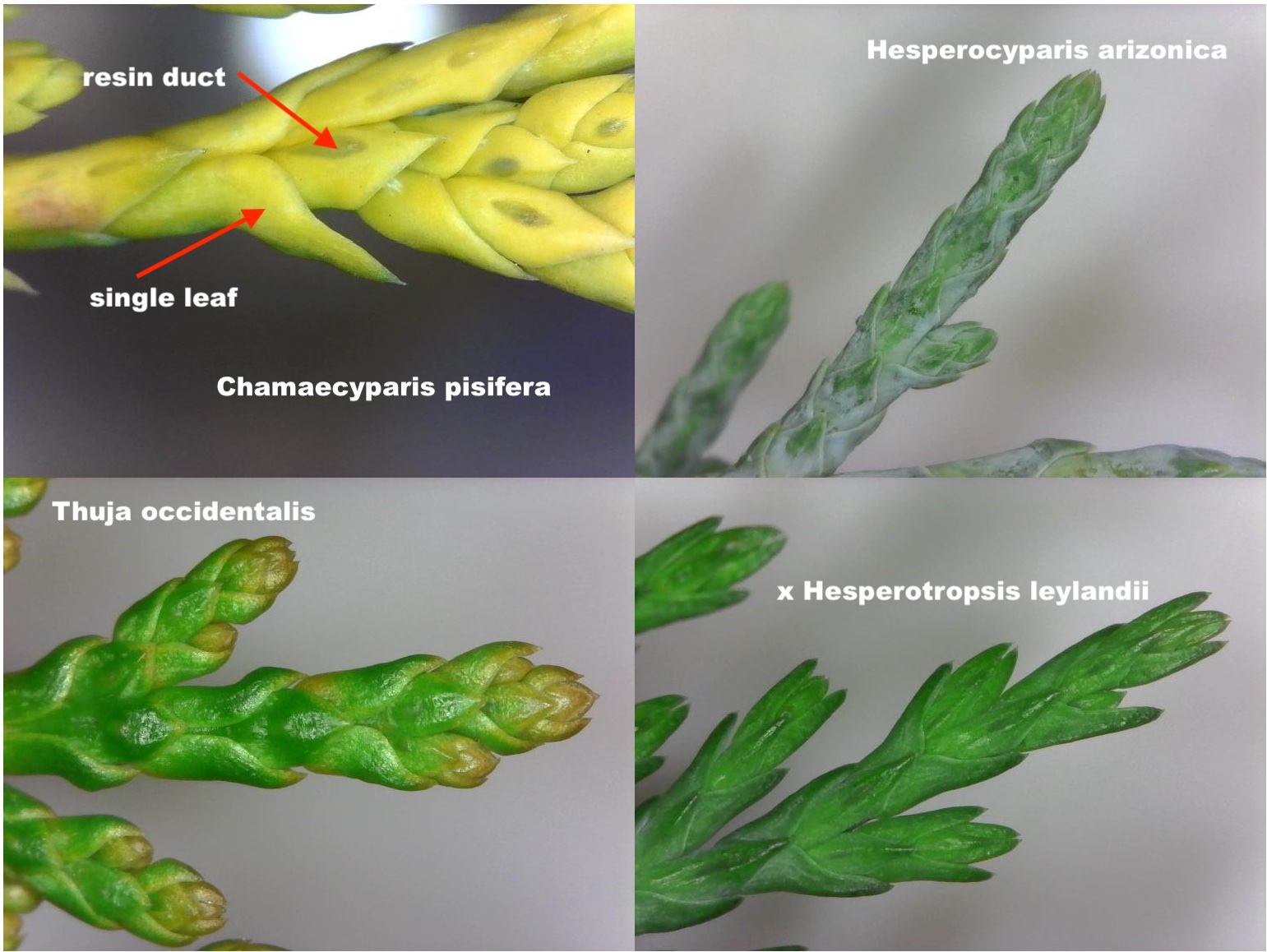 Conifers With ScaleLike Leaves What Makes a Leaf? N.C. Cooperative