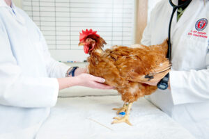 chicken with veterinarian