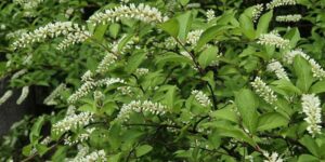 Cover photo for Landscaping With Native Plants Part 2