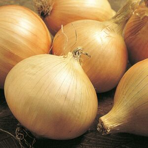 walla walla onions