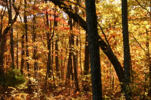 Cover photo for Learn to Grow: The Importance of Trees