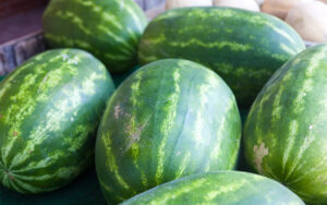 Cover photo for 2022 Watermelon Production Meeting Recording