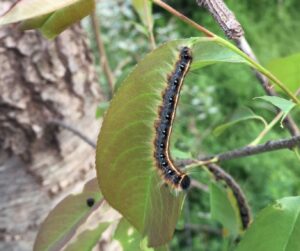 Cover photo for Eastern Tent Caterpillars