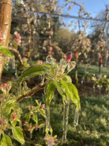 Cover photo for Spring Frost / Freeze Update: Another Round of Cold Weather