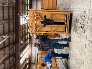 working cattle