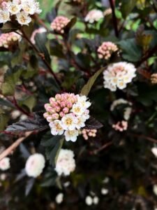 Cover photo for Alamance Gardener April 2022