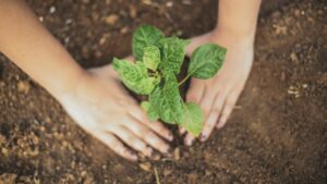 hands planting plant in soil