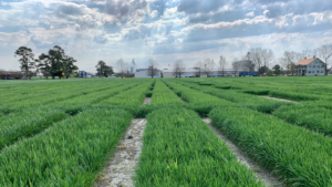 Wheat field