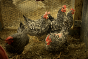 Chickens in coop