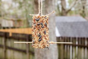 Toilet Paper Roll Bird Feeder