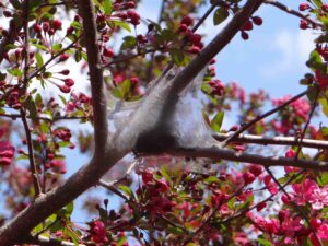eastern-tent-caterpillar tent Photo by SD Frank