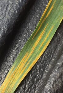 Cover photo for Stripe Rust Alert April 2022