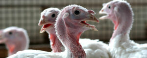 turkeys