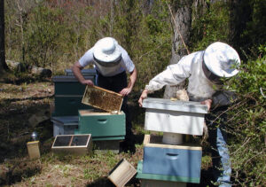 NC State extension honey bee health world bee day