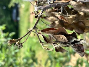 Blossom Blight on Gala