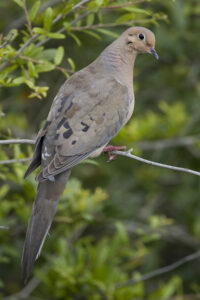 Cover photo for Mourning Dove Food Plot Management