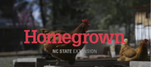 chickens