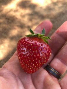 Cover photo for Gaston Grower Spotlight May 2022