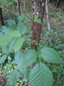 Poison Ivy in its native habitat. The small white flowers will become yellow white berries in the fall. (credit: Seth Nagy)