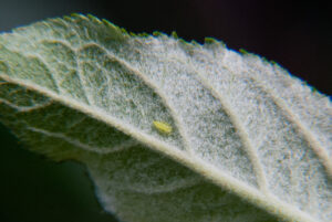 Leafhopper on apple leaf