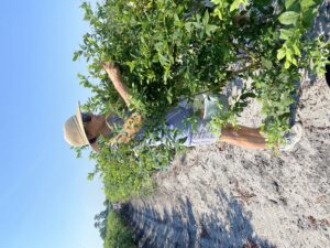 Extension Master Gardener Volunteer Picking Blueberries