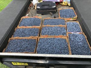 NC State Extension horticultural research station blueberries