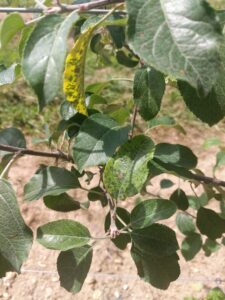 Marssonina Leaf SPot on Apple