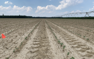 Hertford On-Farm Cotton Trial