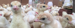 Poultry 4-H Youth NC State