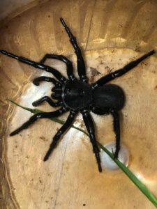 Funnel Spider