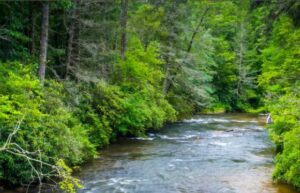 Cover photo for Sustainable Forestry and Land Retention Project