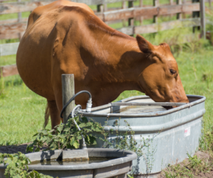 Watering Livestock, Livestock Overheating, Livestock Humidity, Livestock Hot Days, Livestock Summer Heat, How to Cool off Livestock, Animals in the Summer, Animals in Extreme Heat, Animals and Humidity