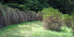 Cover photo for Boxwood Blight Lunch & Learn