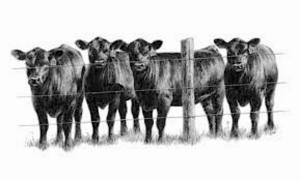 black cows behind a fence