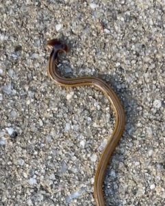 hammerhead worm on the ground