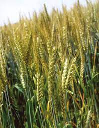 image of wheat field