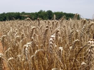 Cover photo for 2022 NC OVT Wheat, Barley, and Oats Data - Now Available