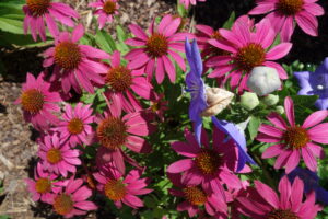 Cover photo for July 2022 Issue of Alamance Gardener