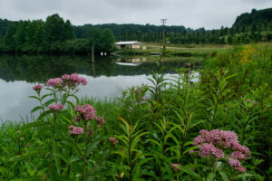 Cover photo for WNC Orchard Insect Pest Populations - July 5, 2022