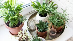 variety of air purifying houseplants